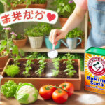 初心者でも安心！家庭菜園で役立つ重曹の使い方まとめ